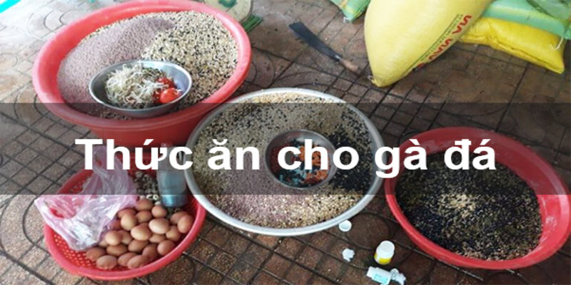 Thóc là dinh dưỡng chính của gà đá