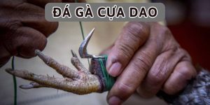 Đá gà cựa dao