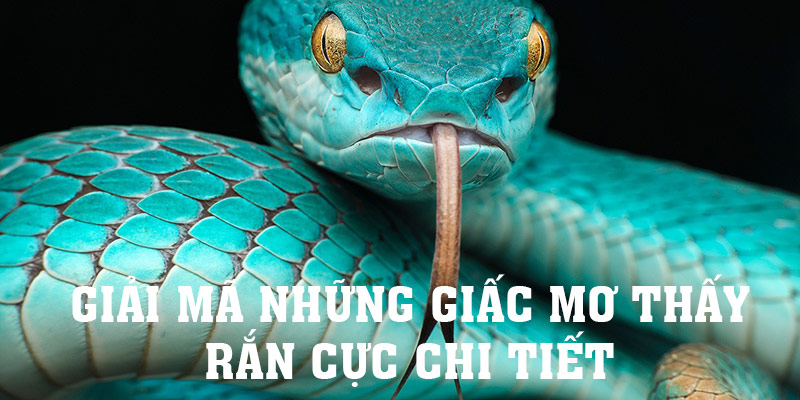 Cùng KUBET giải mã những giấc mơ thấy rắn 