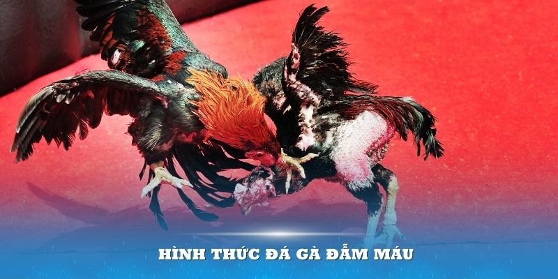 Hình thức đá gà đẫm máu