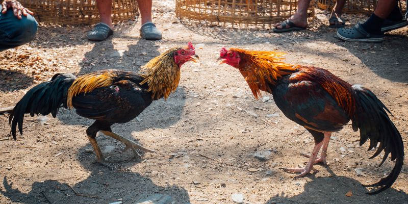 Các nguyên tắc chơi đá gà cựa dao quan trọng