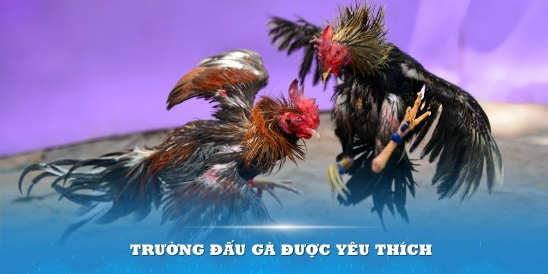 Trường đá gà Kubet được yêu thích